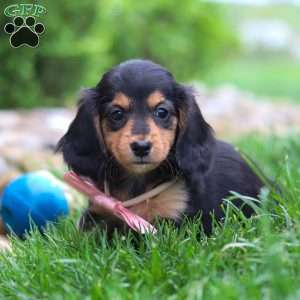 Barbie, Dachshund Puppy